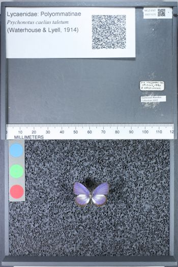Media type: image;   Entomology 71570